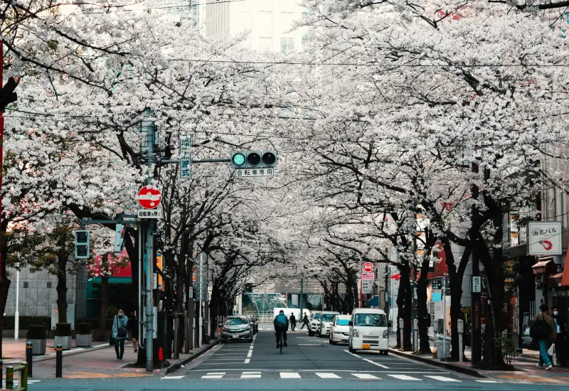 Kirschbäume in einer japanischen Stadt
