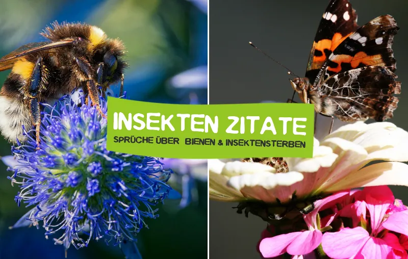 Insekten Zitate – Die besten Sprüche über Bienen, Käfer und das Insektensterben