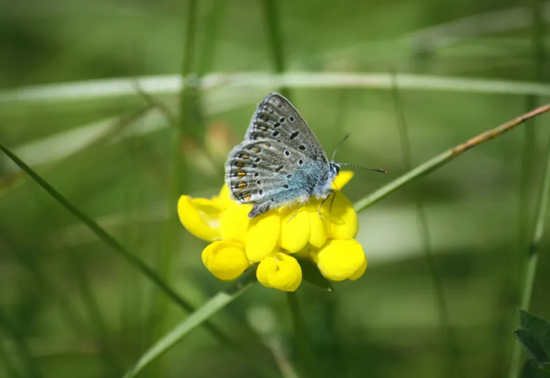 Ein Schmetterling am Hornklee