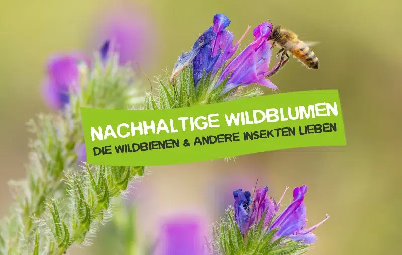 Nachhaltige Wildblumen, die Garten und Balkon ökologisch aufwerten