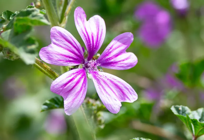 Die schöne Blüte der Wilden Malve