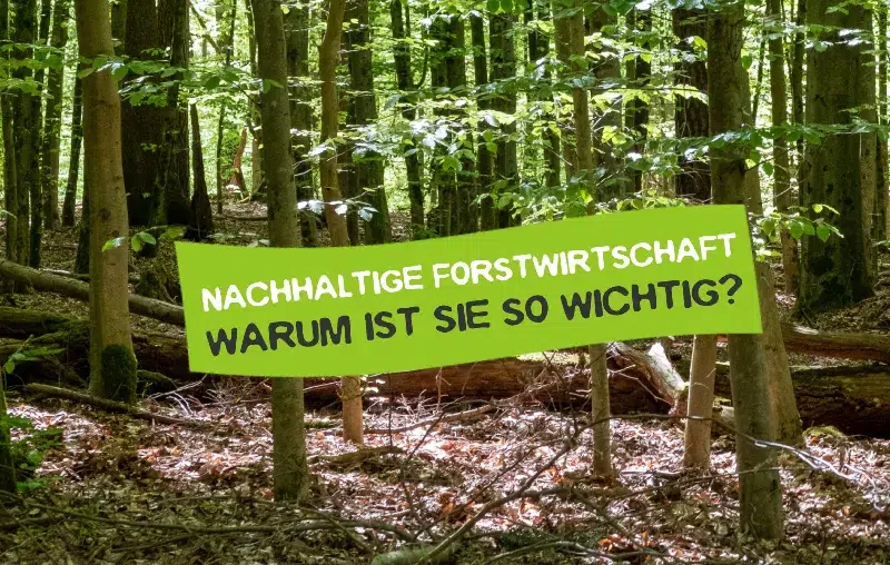 Nachhaltige Forstwirtschaft: Die besten Gründe, warum sie so wichtig ist