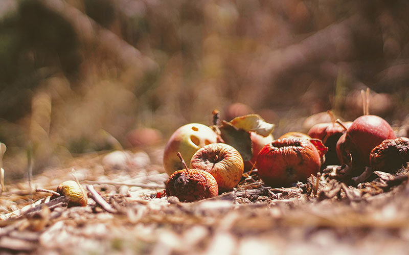 Muddy apples on the ground