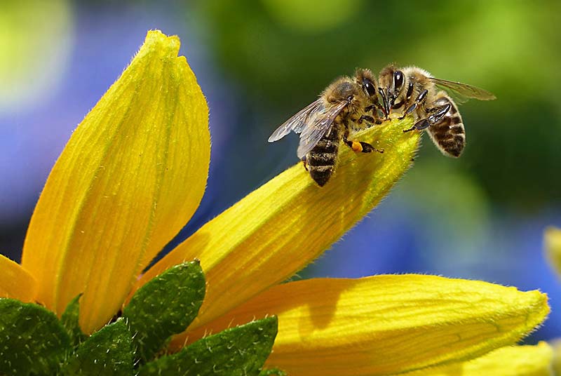 Bienen Honig - Warum essen Veganer keinen Honig?