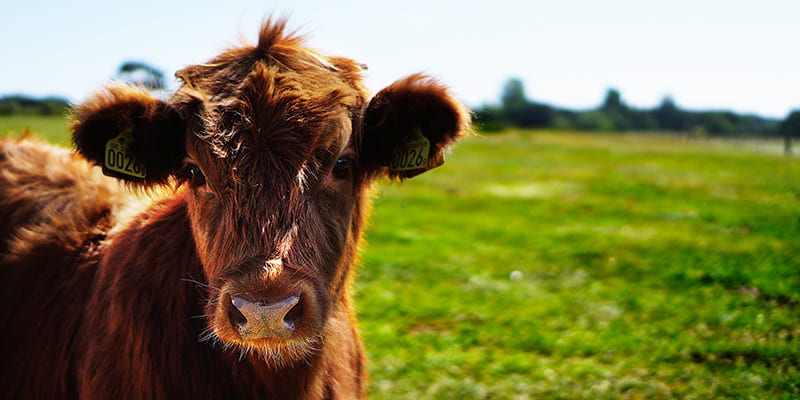 Gründe für vegane Ernährung - Warum?