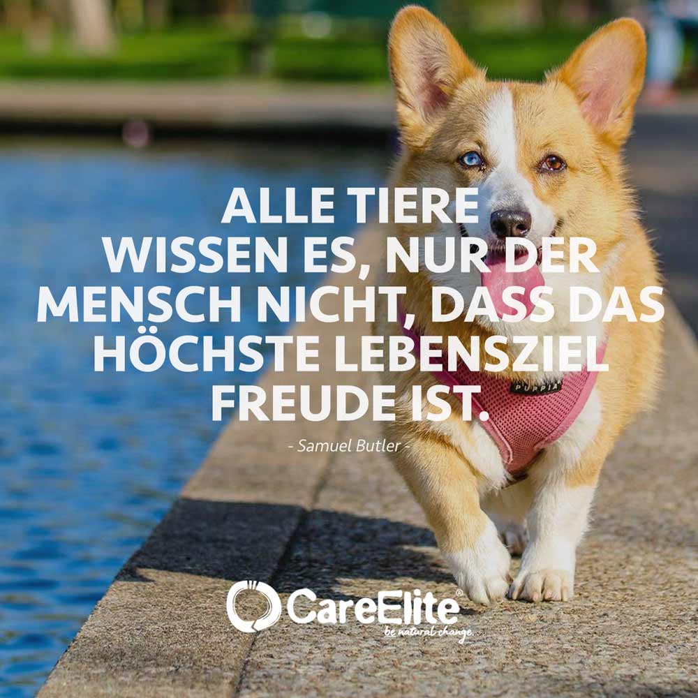 Tiere wissen Lebensziel Freude Zitat