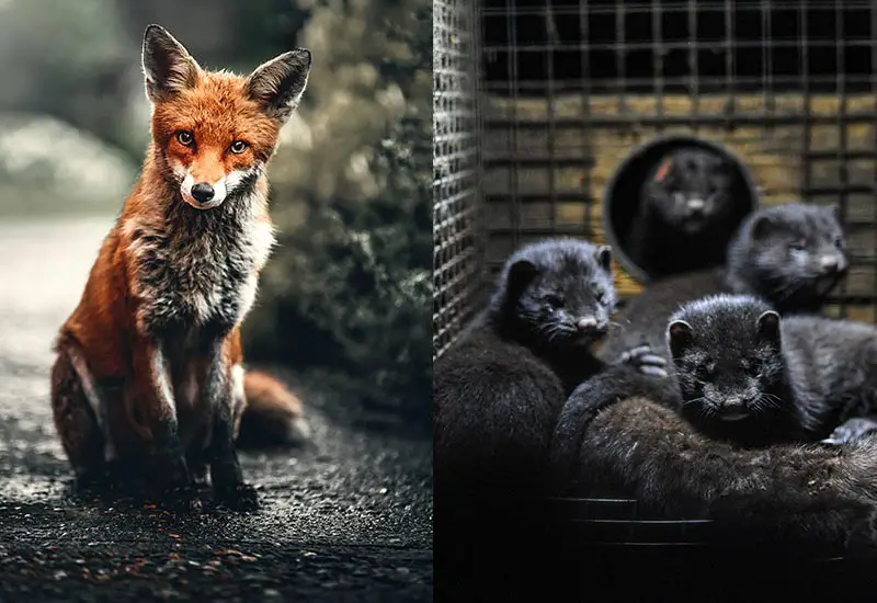 Recognize real fur and distinguish it from artificial fur