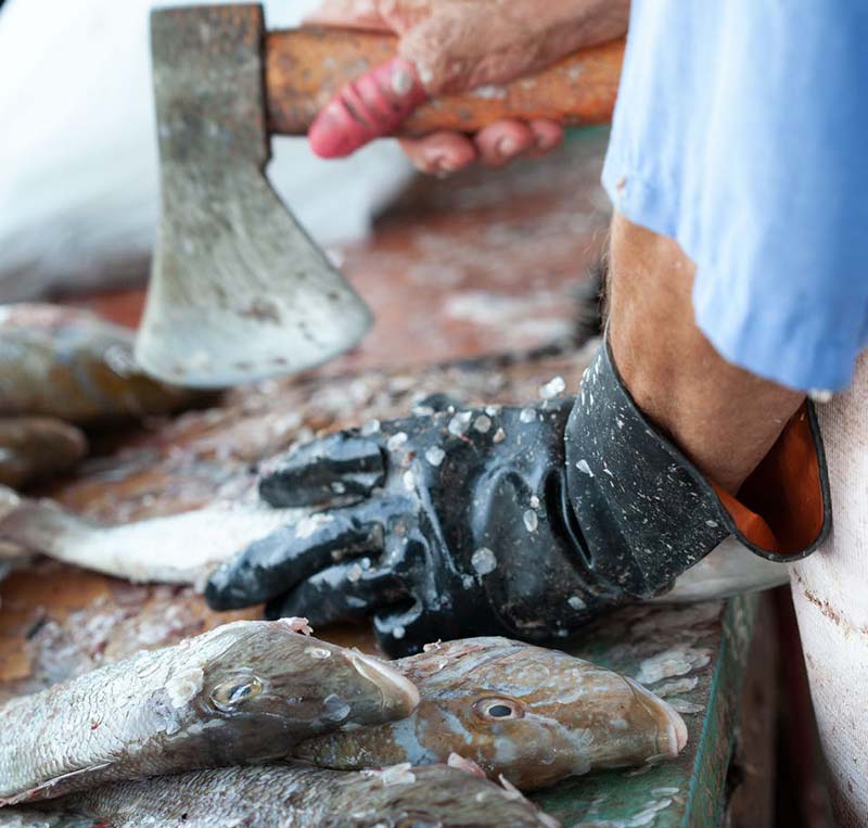 Veganer essen keinen Fisch - warum?