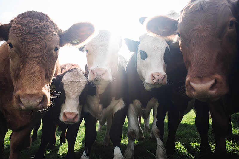 Fleisch essen persönliche Entscheidung - Stimmt das?