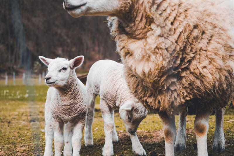 Sprüche und Zitate für Veganer und Vegetarier