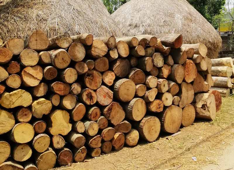 Wood pile in front of straw houses