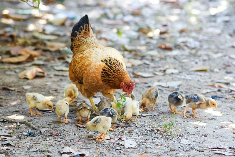 Chickens - Why do vegans not eat eggs?