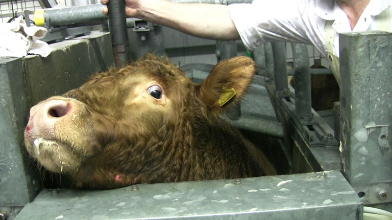 Tiere human schlachten - geht das?