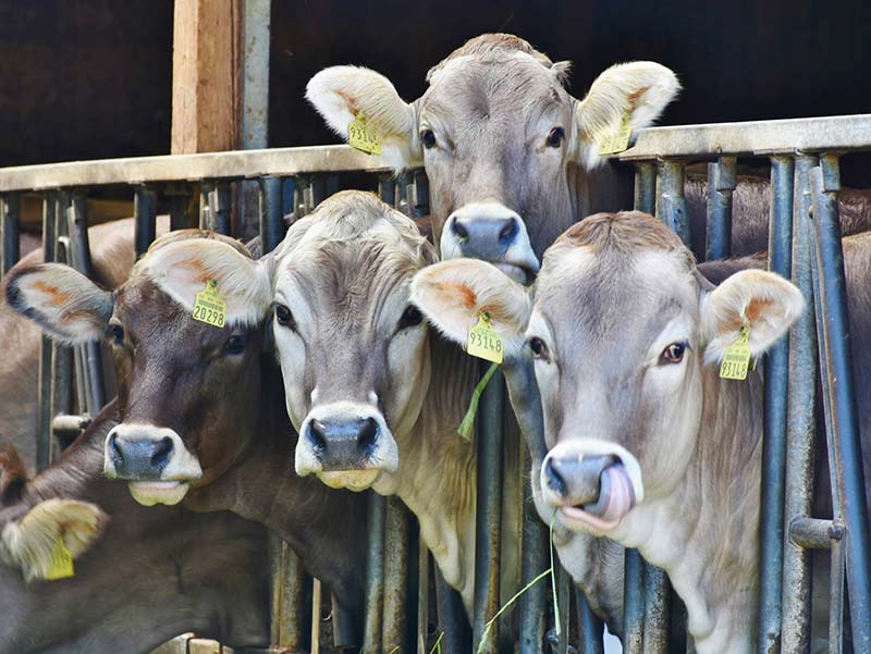 Geschmack von Fleisch ist zu lecker - Kühe