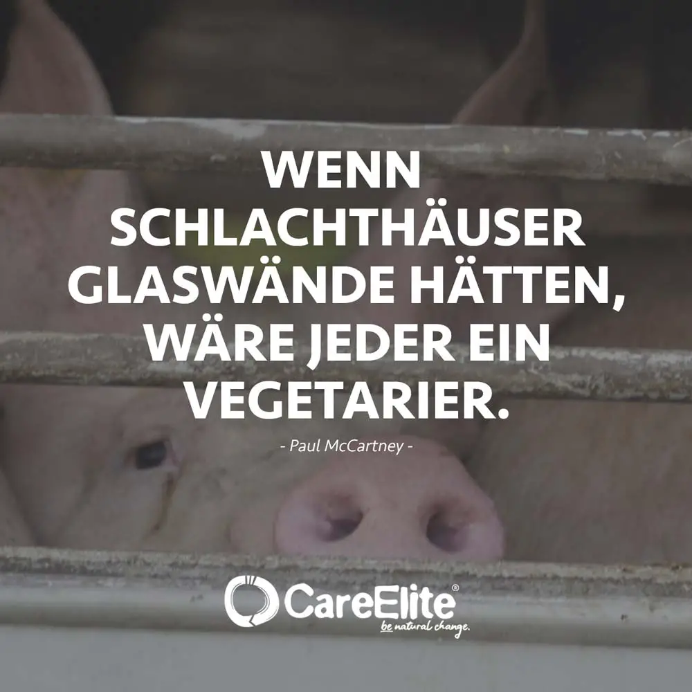 Animal welfare quote - slaughterhouses glass walls