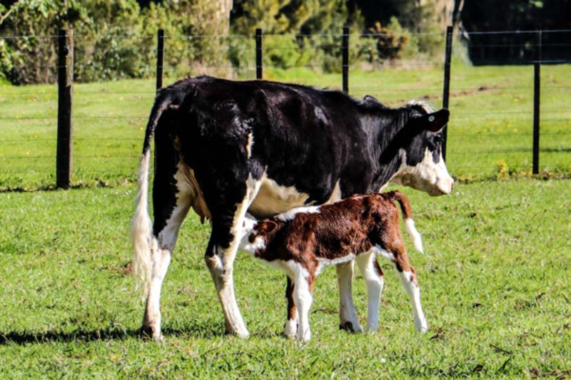 Darum trinken Veganer keine Milch