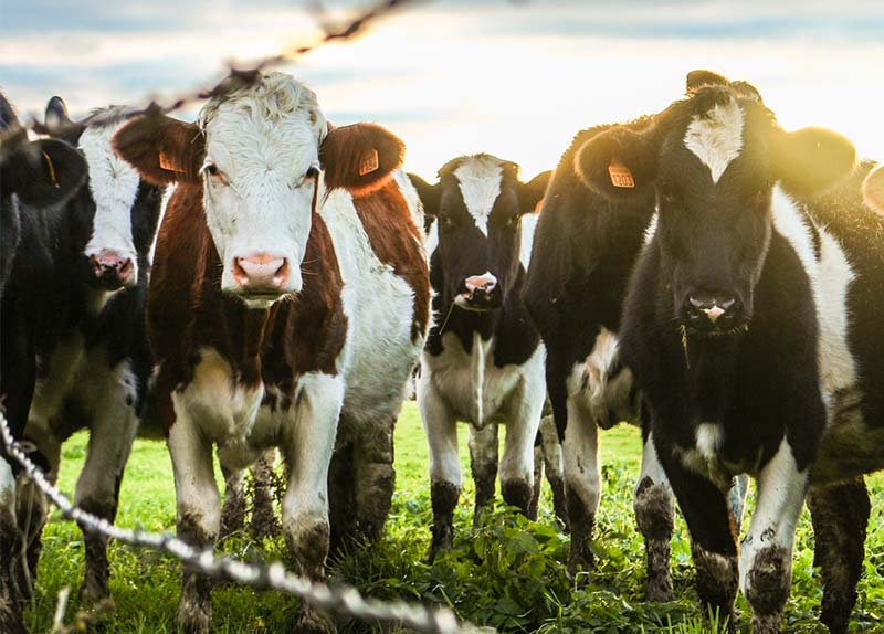 Fleisch in Maßen essen ist in Ordnung