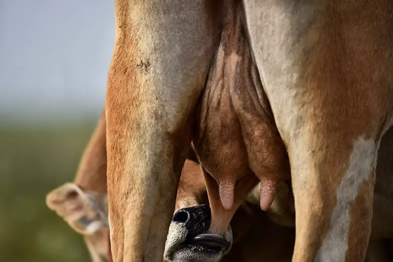 Kühe müssen nicht gemolken werden