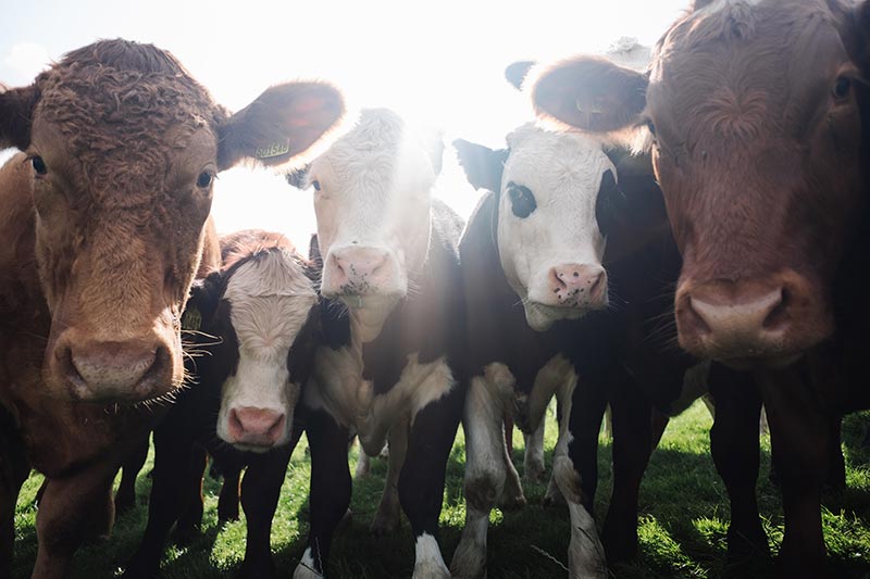 Warum Veganuary? Kühe