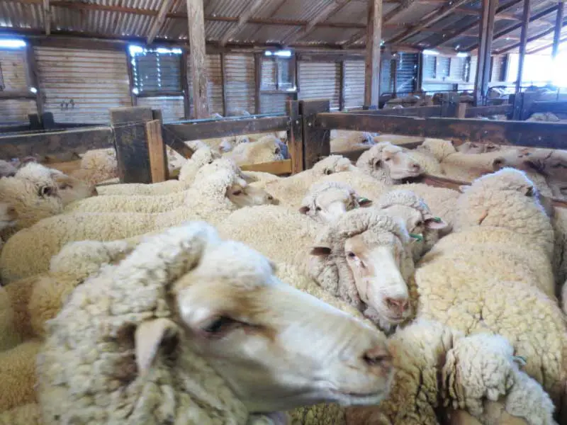 Schafe in Massentierhaltung