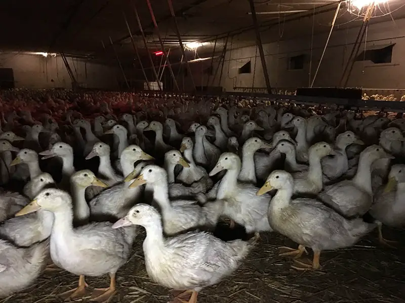 Mass rearing of ducks