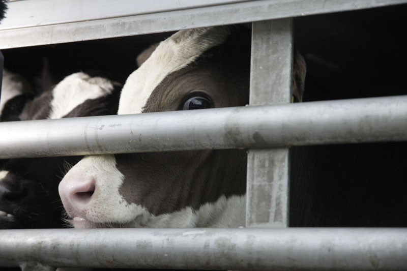 Sterben für Milch Kälber und Tiere