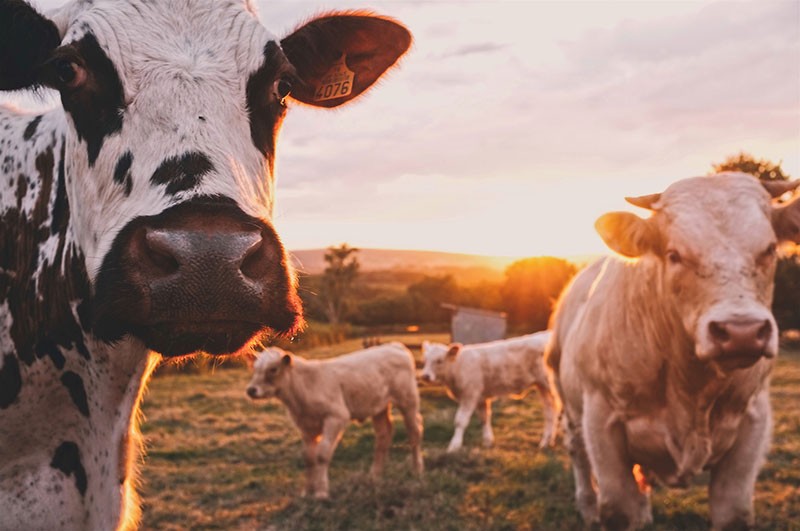 Fleisch essen Moral ist subjektiv Argument