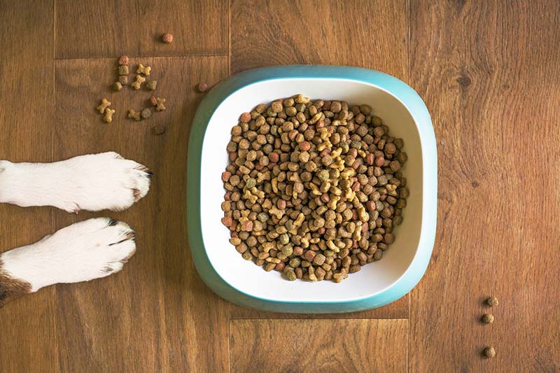 Pet food - Sustainable pet ownership