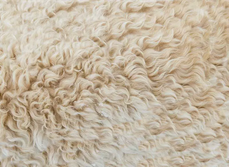 Wool - Why vegans do not wear it