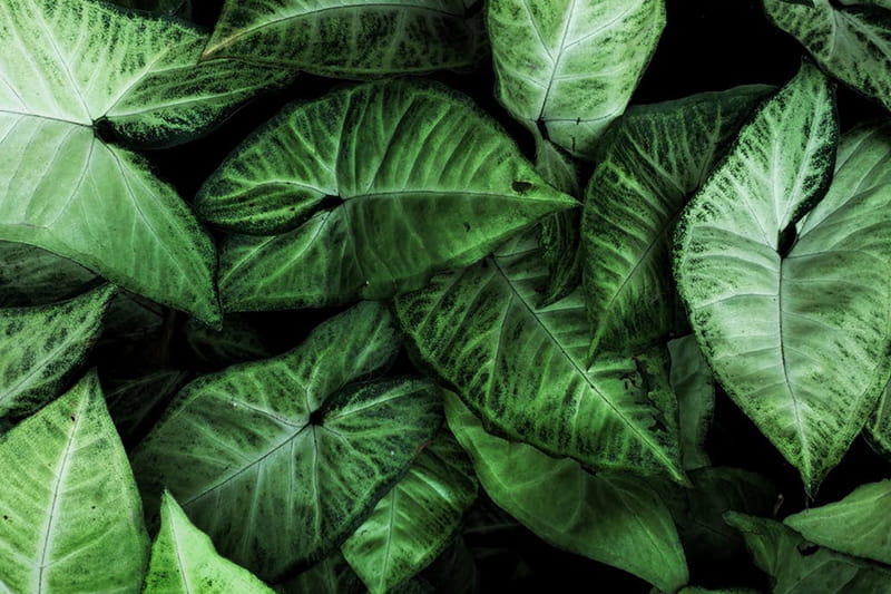 Use the sayings about sustainability and environmental protection 