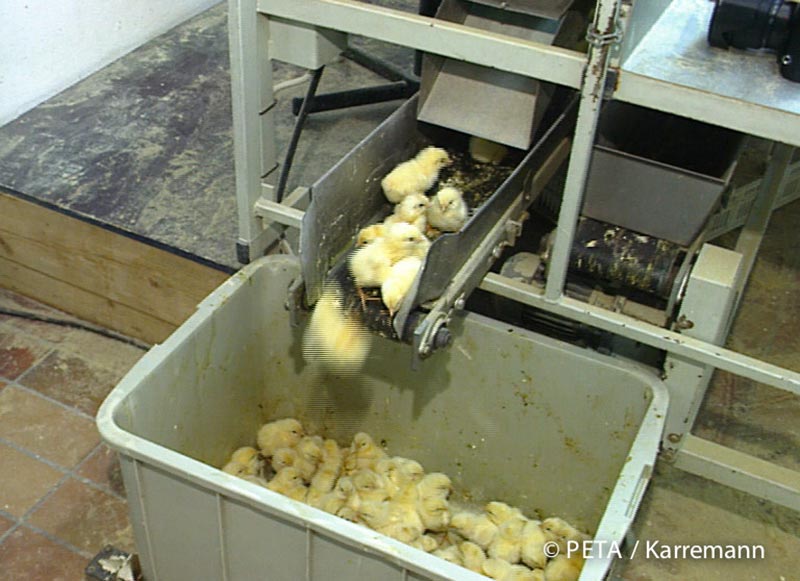 Dying for eggs chicks? Here they are sorted out