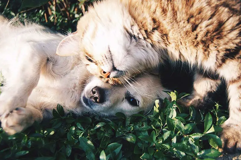 Hunde und Katzen nachhaltig halten