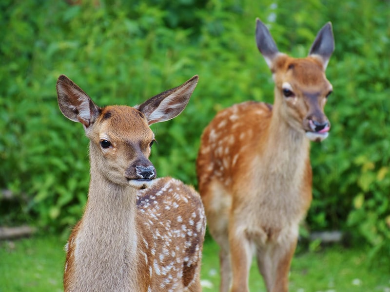 Tieren helfen und nicht in die Natur eingreifen