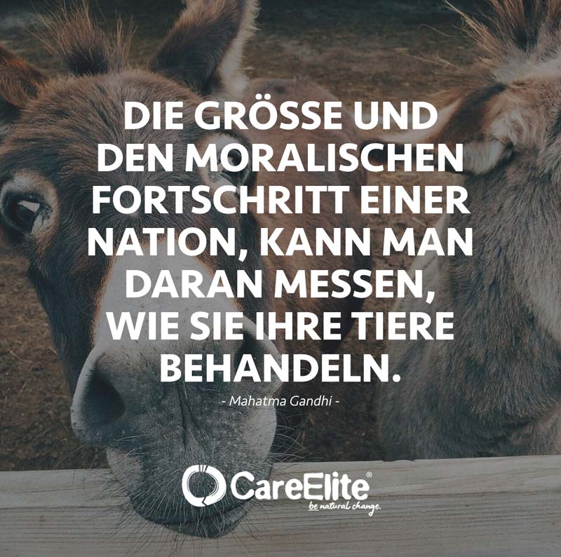 "Die Größe und den moralischen Fortschritt einer Nation kann man daran messen, wie sie ihre Tiere behandeln." (Zitat von Mahadma Gandhi)