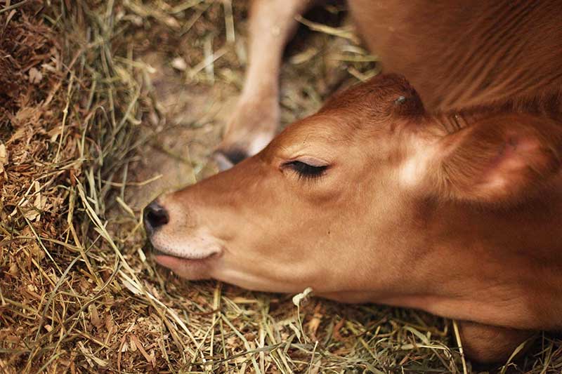 Tiere human töten - Kuh