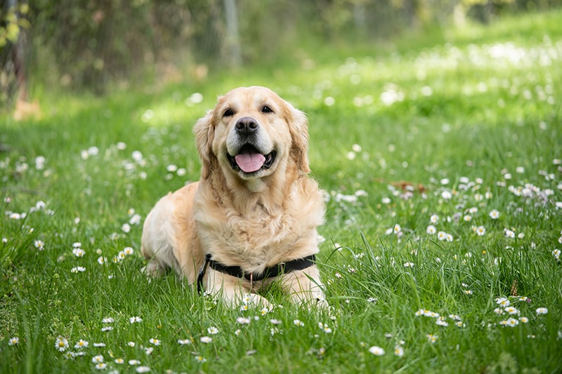 Dogs - helping animals in everyday life