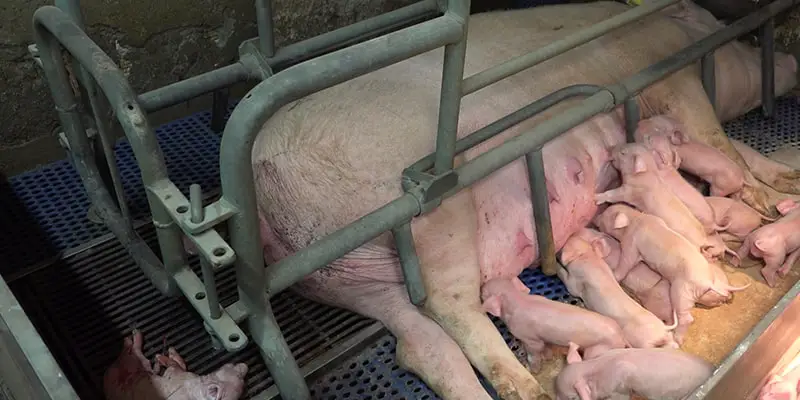 Why vegan? Factory farming with pigs