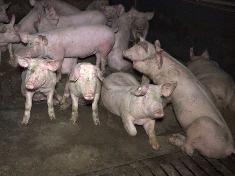 Tieren helfen im Alltag - Schweine Massentierhaltung