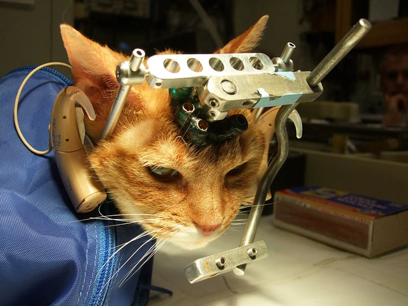 Facts and figures about animal testing