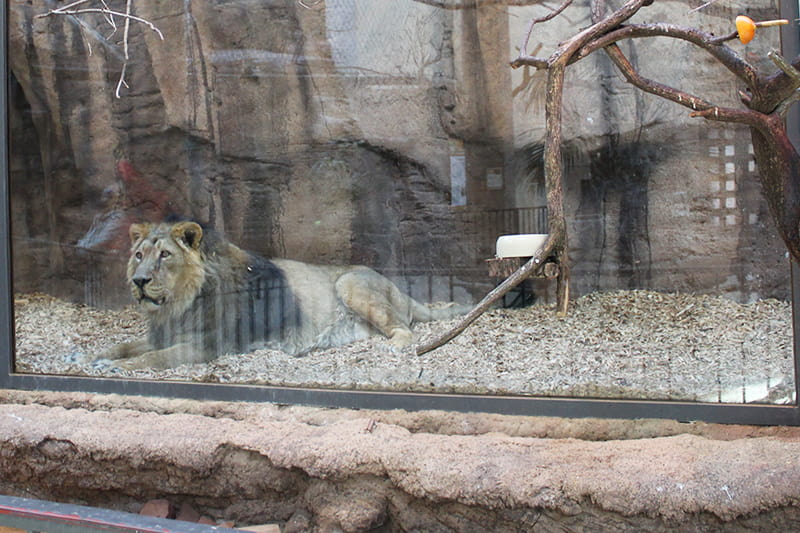 Löwe Zoo - Dinge, die heute nicht mehr zeitgemäß sind