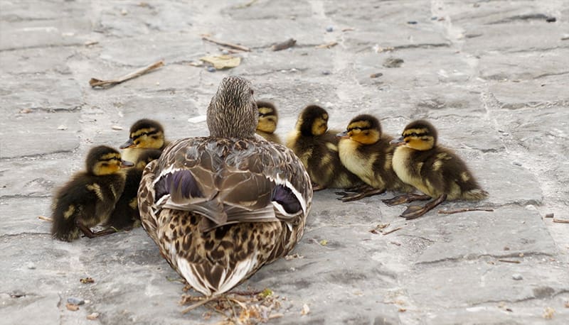 Enten nicht füttern - Warum verboten?