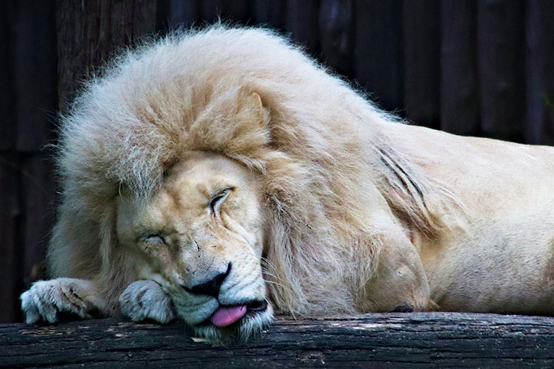 Vegan Tiere fressen Tiere Ausrede