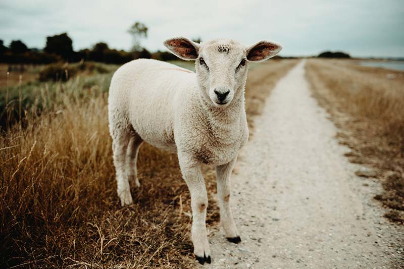 Veganer leben im Einklang mit Ihren Werten