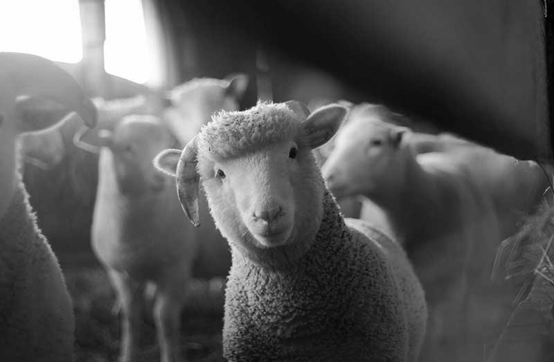 Veganism and religion - sheep