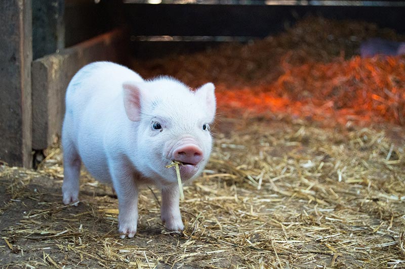 Veganismus ist eine Lebenseinstellung