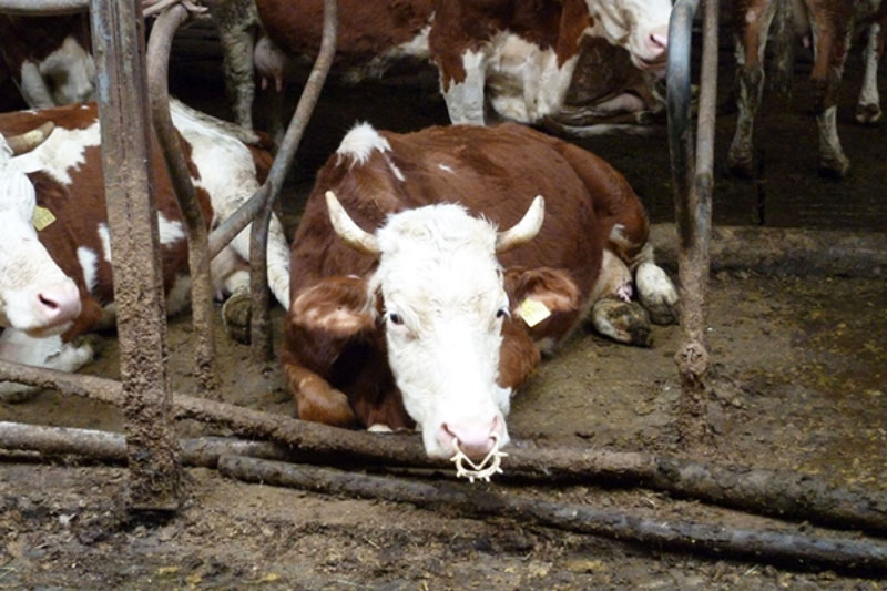 Gründe gegen das Trinken von Milch