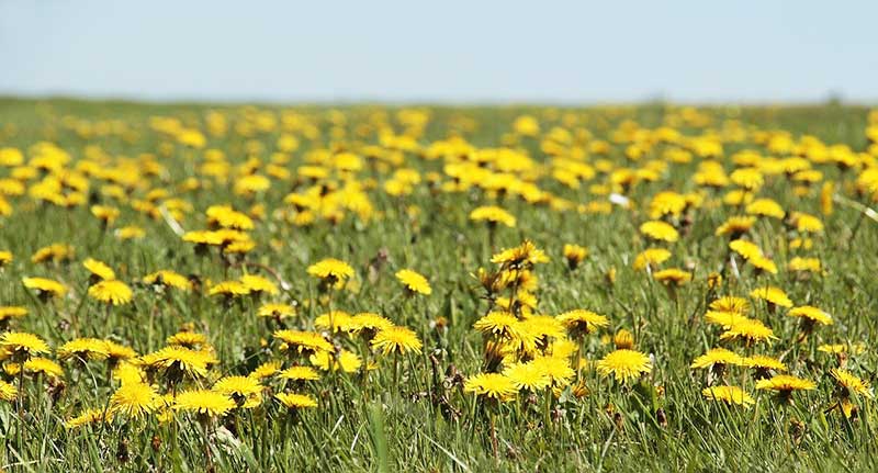 Dandelion field