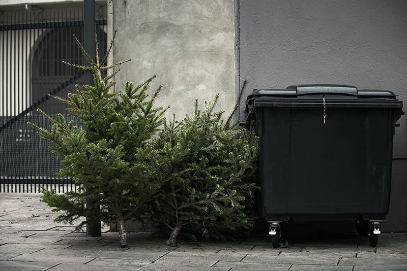 Christmas tree disposed of in the trash - sustainable alternatives